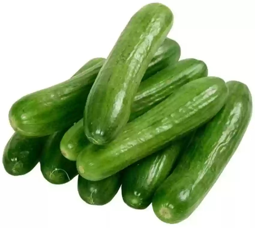 Arola Cucumber Cucumis sativus for planting in home garden