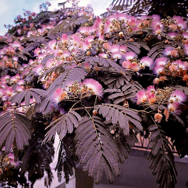 Chocolate Mimosa Tree Seeds