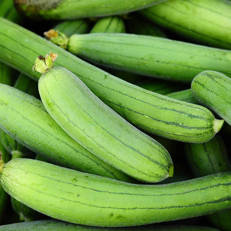 Luffa Gourd Sponge Seeds for Planting heirloom & Non-GMO Seeds
