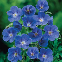 Heirloom Non-GMO Blue Climbing Geranium Flower Seeds for Planting â€“ Vibrant Vining Garden Blooms