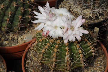 White Gymnocalycium Eurypleurum Flower Seeds for Planting - NON GMO Seeds seeds for planting in home garden
