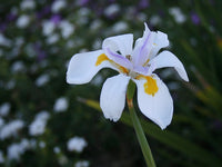 Heirloom Iridioides Flower Seeds, Non-GMO Hardy Perennial Blooms for Garden Planting