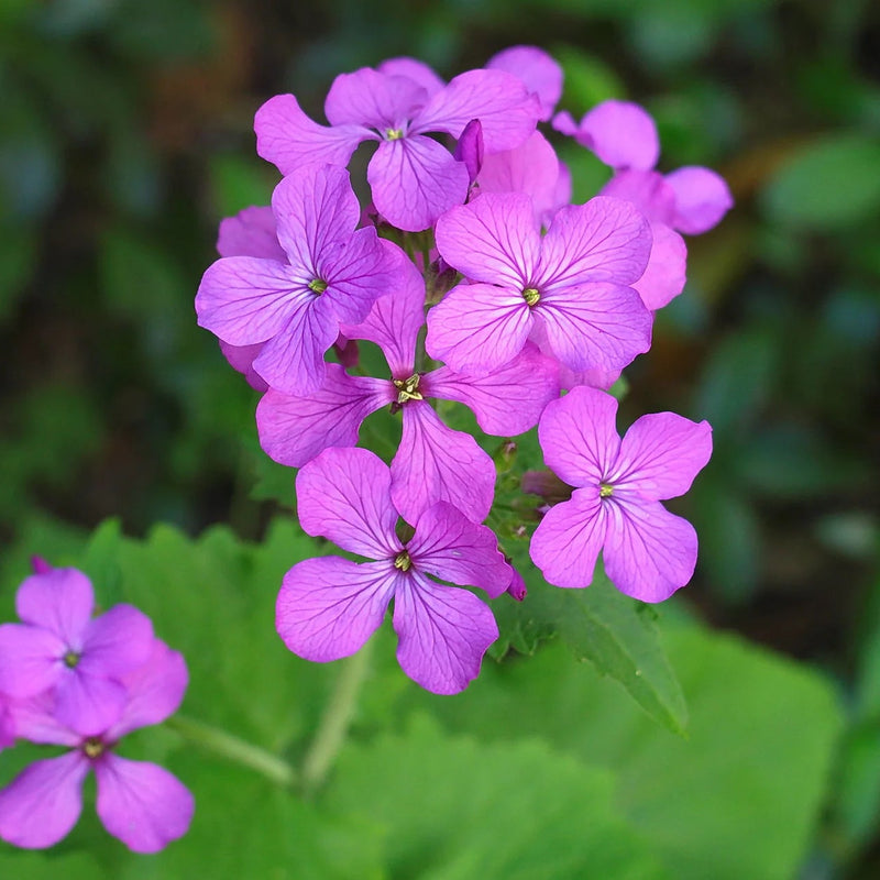 Heirloom Lunaria Annua Flower Seeds, Non-GMO Silver Dollar Blooms for Unique Garden Planting