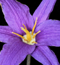 Heirloom Xerophyta Viscosa Flower Seeds, Non-GMO Drought-Tolerant Blooms for Garden Planting for planting in home garden