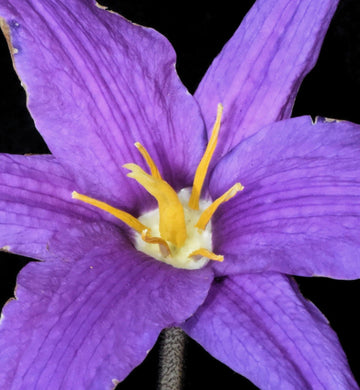 Heirloom Xerophyta Viscosa Flower Seeds, Non-GMO Drought-Tolerant Blooms for Garden Planting for planting in home garden