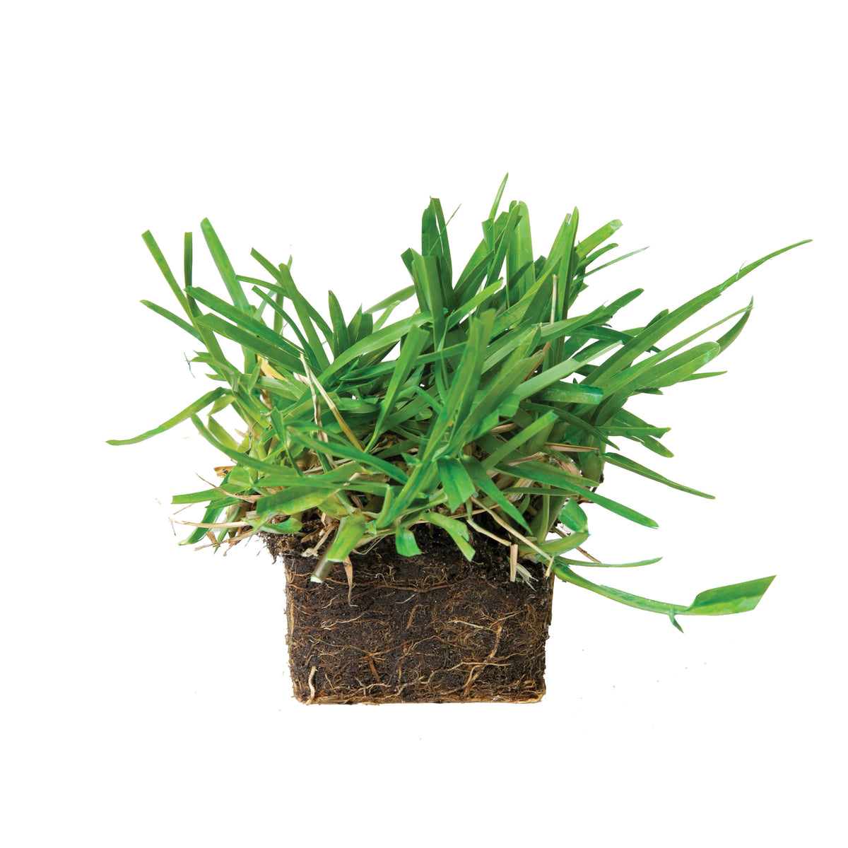 Scotts Turf Builder Grass Seed Sun & Shade Mix