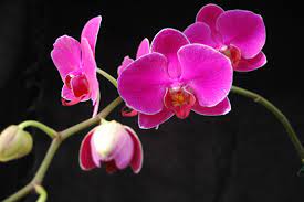 Baby Pink Phalaenopsis Orchid Seeds – Premium Non-GMO Seeds for Planting