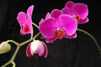 Baby Pink Phalaenopsis Orchid Seeds – Premium Non-GMO Seeds for Planting
