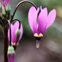 Purple Dodecatheon Flower Seeds for Planting, NON GMO Seeds