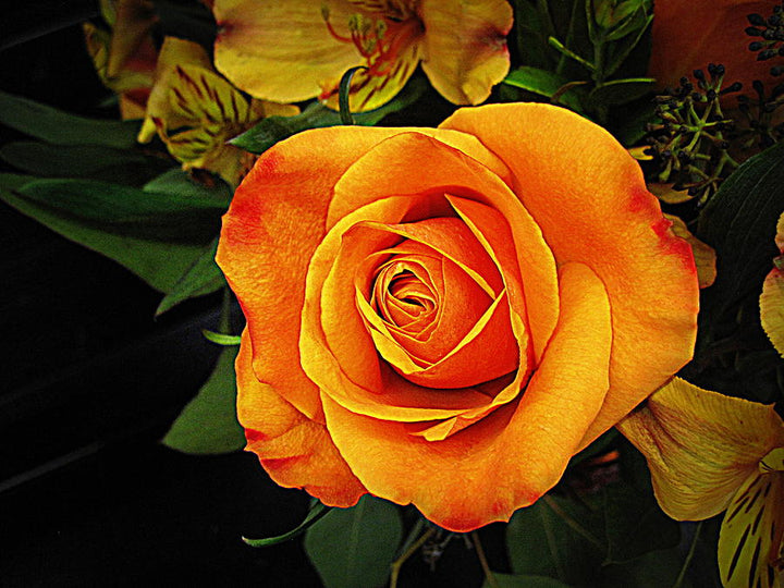 Light Orange Rose Plant Seeds Non-GMO Heirloom Garden Seeds for Planting Ideal for Home Gardens