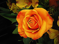 Light Orange Rose Plant Seeds Non-GMO Heirloom Garden Seeds for Planting Ideal for Home Gardens
