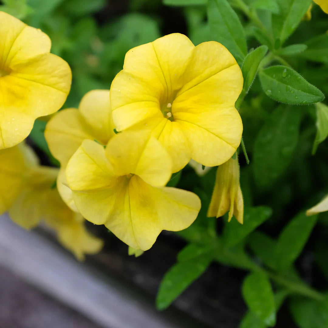 White Yellow Calibrachoa Seeds for Planting – Organic, Heirloom, Non-GMO