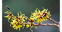Zaubernuss Hamamelis Flower Seeds for Planting - 100 pcs