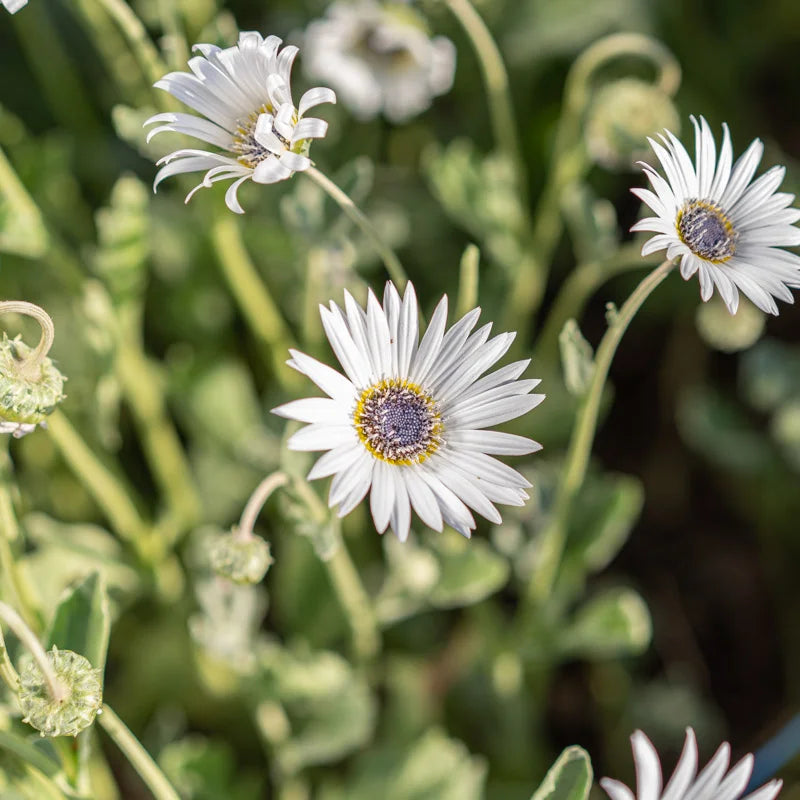 Heirloom Non-GMO White Arctotis Flower Seeds for Elegant Garden Displays and Outdoor Planting for planting in home garden