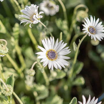 Heirloom Non-GMO White Arctotis Flower Seeds for Elegant Garden Displays and Outdoor Planting for planting in home garden