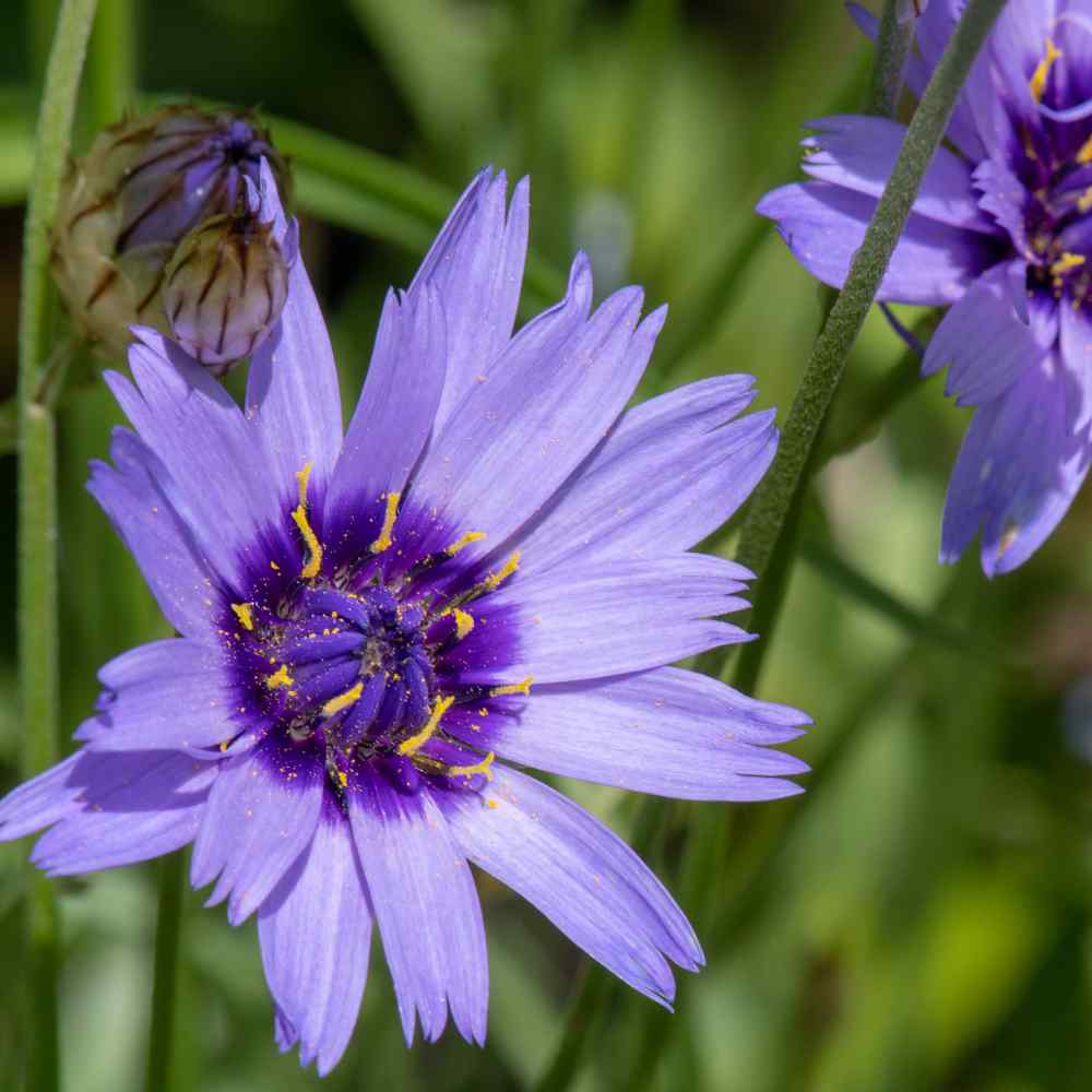 Cupid's Flower Seeds for planting in home garden