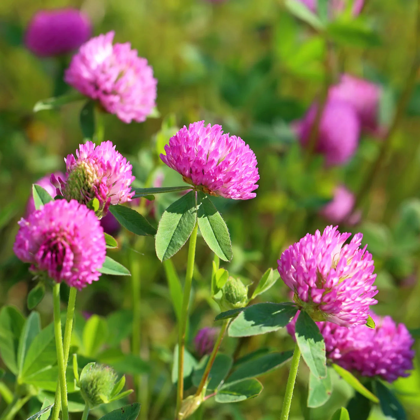 Pink (Pink scientific name) for planting in garden