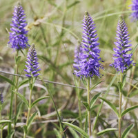 Veronica Spicata Flower Seeds for Planting, NON GMO Seeds seeds for planting in home garden