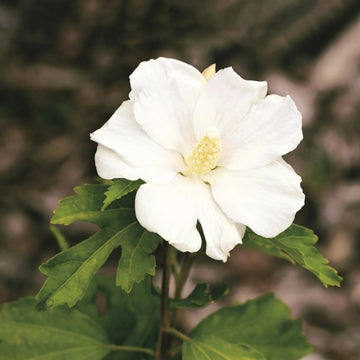 White Sharon Rose Plant Seeds for Planting - Non-GMO Heirloom Garden Seeds for Growing seeds for planting in home garden