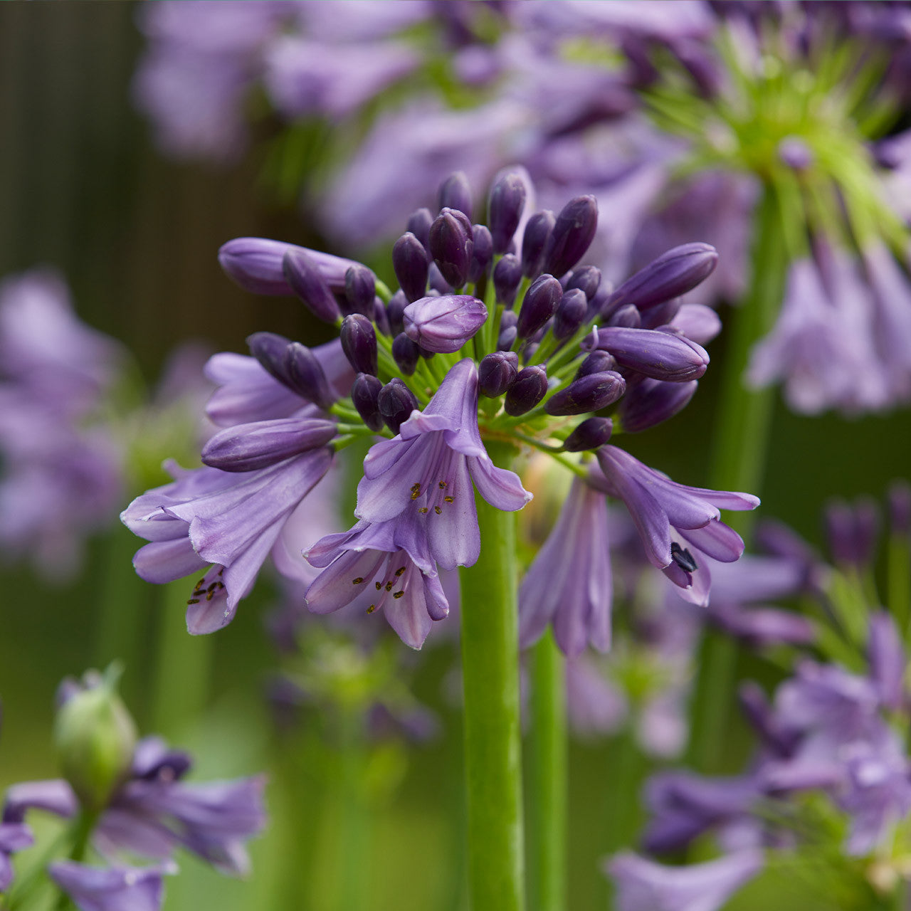 Heirloom Non-GMO Violet Agapanthus Flower Seeds for Elegant Border Garden Planting for planting in home garden