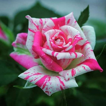 White & Pink Rose Mix Heirloom Non-GMO Seeds for Planting for planting in home garden