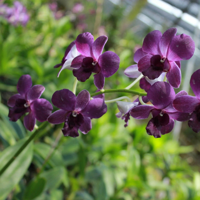 Dark Blue Dendrobium Flower Seeds for Planting - 100 pcs seeds for planting in home garden