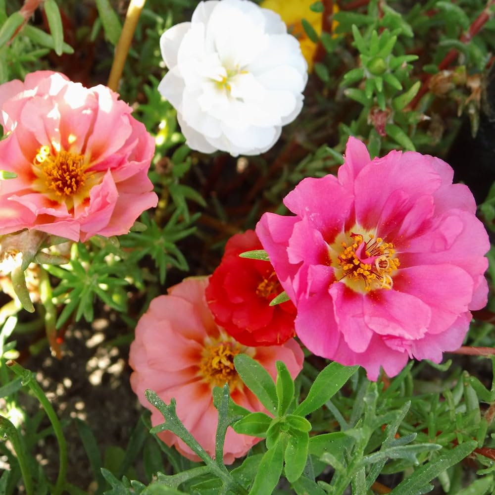 Heirloom Non-GMO Grandiflora Flower Seeds for Garden for planting in home garden