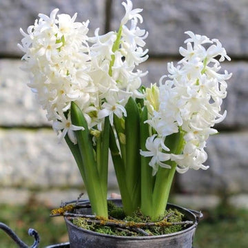 Orientalis (Orientalis scientific name) for planting in garden