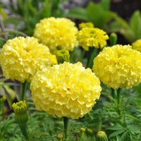 Mexican Marigold Flower Seeds for planting in home garden