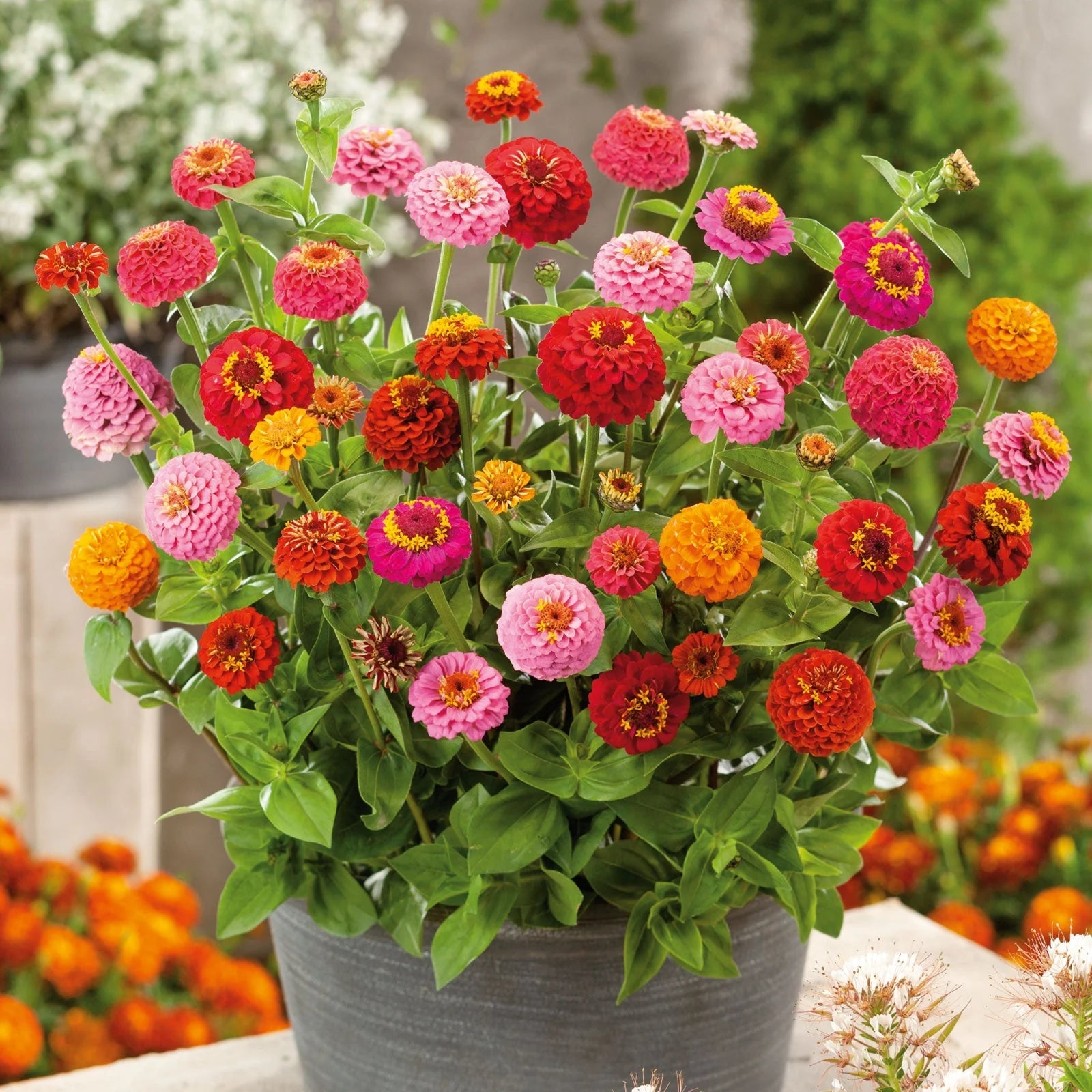 Heirloom Non-GMO Mixed Thumbelina Flower Seeds for Compact Colorful Garden Planting for planting in home garden
