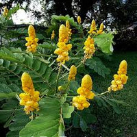 Yellow Candlestick Cassia Flower Seeds for Planting - 100 pcs seeds for planting in home garden