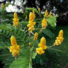 Yellow Candlestick Cassia Flower Seeds for Planting - 100 pcs seeds for planting in home garden