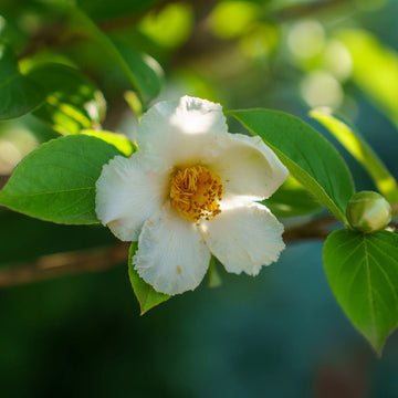White (White scientific name) for planting in garden