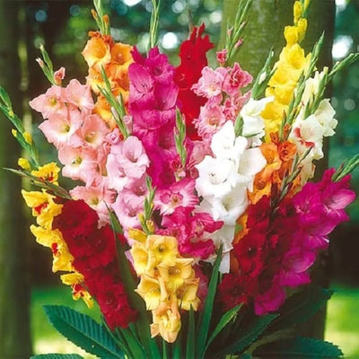 100 Pcs