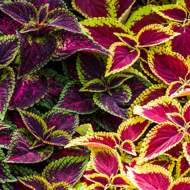 Coleus Multi-Colored Plant Seeds – Heirloom, Non-GMO Seeds for Planting Vibrant Foliage seeds for planting in home garden