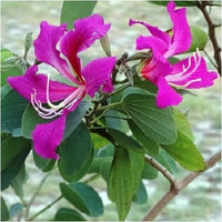 Purple Orchis Flower Seeds for Planting, 100 pcs seeds for planting in home garden