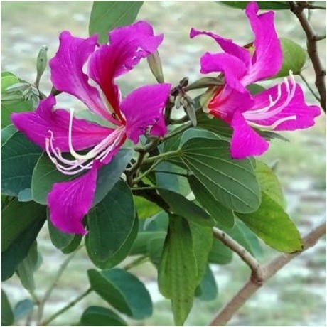 Purple Orchis Flower Seeds for Planting, 100 pcs seeds for planting in home garden