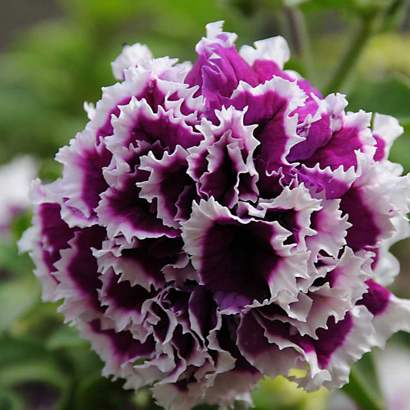 Purple & White Petunia Flower Seeds for Garden Planting - Heirloom, NON-GMO, Easy to Grow