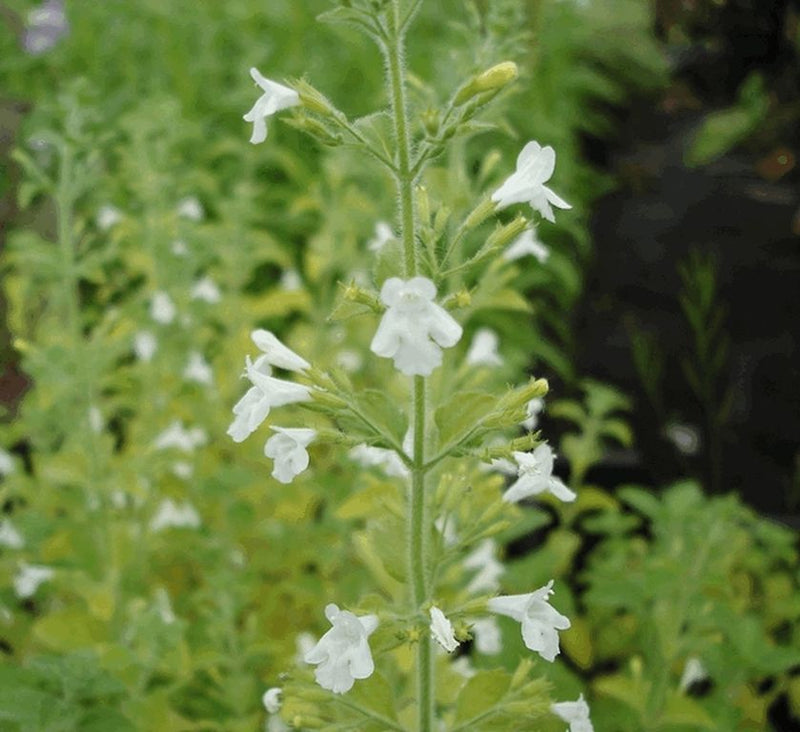 Calamintha Flower Seeds for planting in home garden