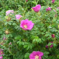 Pink (Pink scientific name) for planting in garden