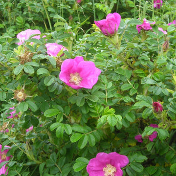 Pink (Pink scientific name) for planting in garden