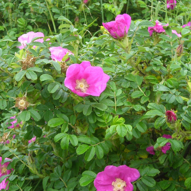 Pink (Pink scientific name) for planting in garden