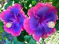 Heirloom Non-GMO Purple Pink Hibiscus Flower Seeds – Vibrant Tropical Blooms for Garden Planting