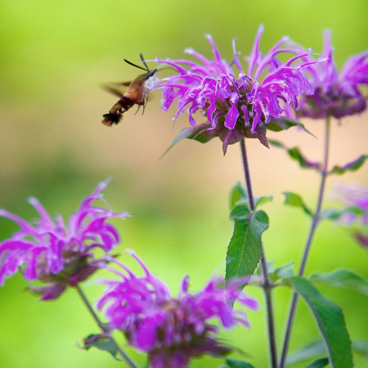 Lavender Beebalm Flower Seeds – Heirloom, Non-GMO Seeds for Planting Fragrant Garden Blooms