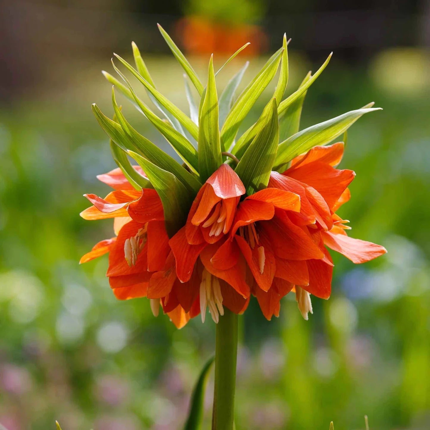 Fritillaria Flower Seeds – Heirloom, Non-GMO, Unique Bell-Shaped Blooms for Garden Planting
