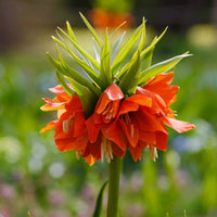 Fritillaria Flower Seeds – Heirloom, Non-GMO, Unique Bell-Shaped Blooms for Garden Planting
