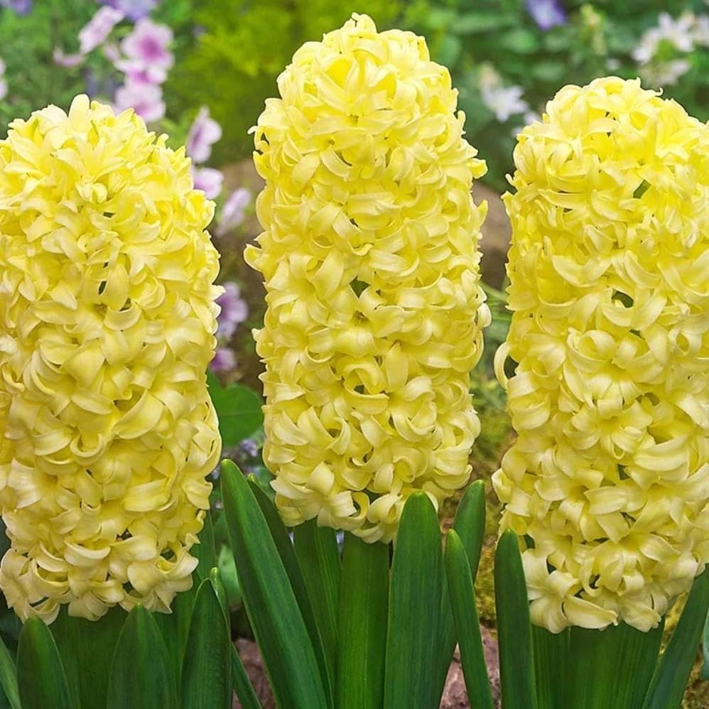 Yellow Hyacinthus Orientalis Flower Seeds for Planting NON GMO Seeds