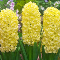 Yellow Hyacinthus Orientalis Flower Seeds for Planting NON GMO Seeds