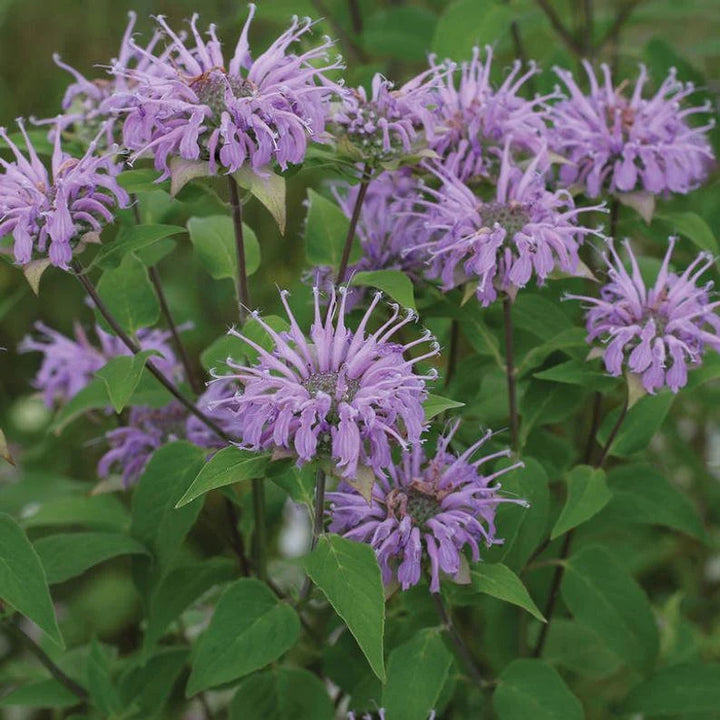 Monarda Fistulosa Purple Seeds – Organic, Heirloom, Non-GMO Flower Seeds for Planting