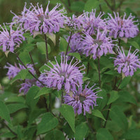 Monarda Fistulosa Purple Seeds – Organic, Heirloom, Non-GMO Flower Seeds for Planting